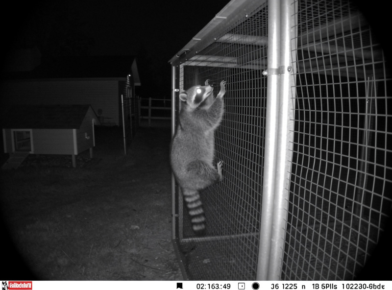 Black and white infrared night vision showing a raccoon on a chicken run mesh