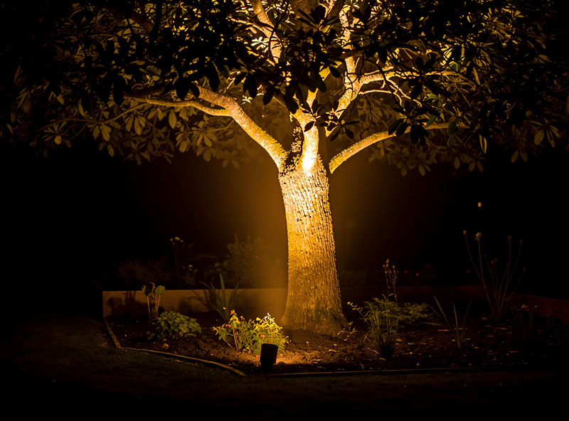 Accent uplight casting warm light up the trunk and branches of a tree in a dark garden